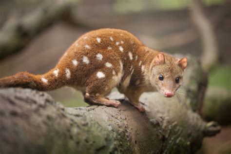 most unique australian animals